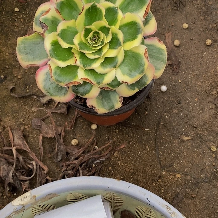 马***n多肉植物王妃305多肉