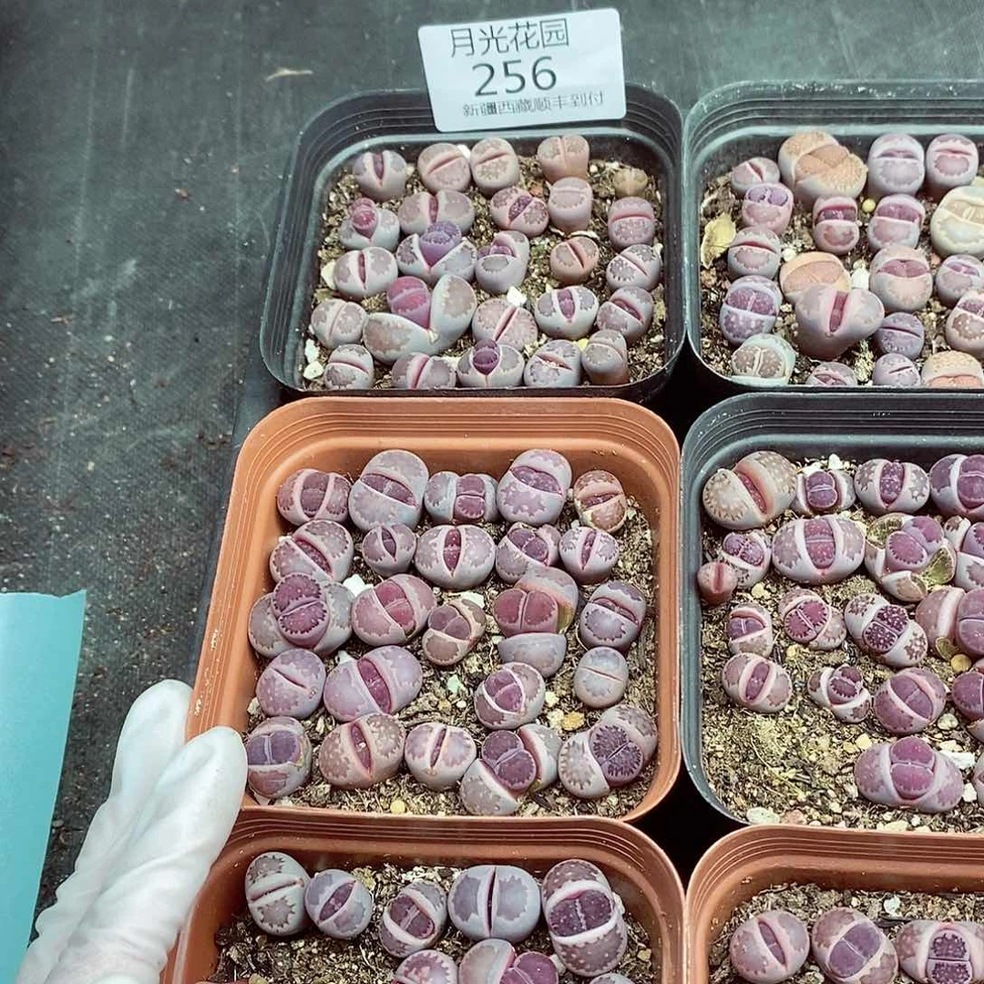 我要看电影啦嘻嘻这必须256