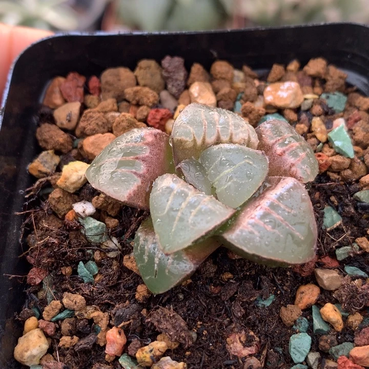 实生寿，带盆一起发货