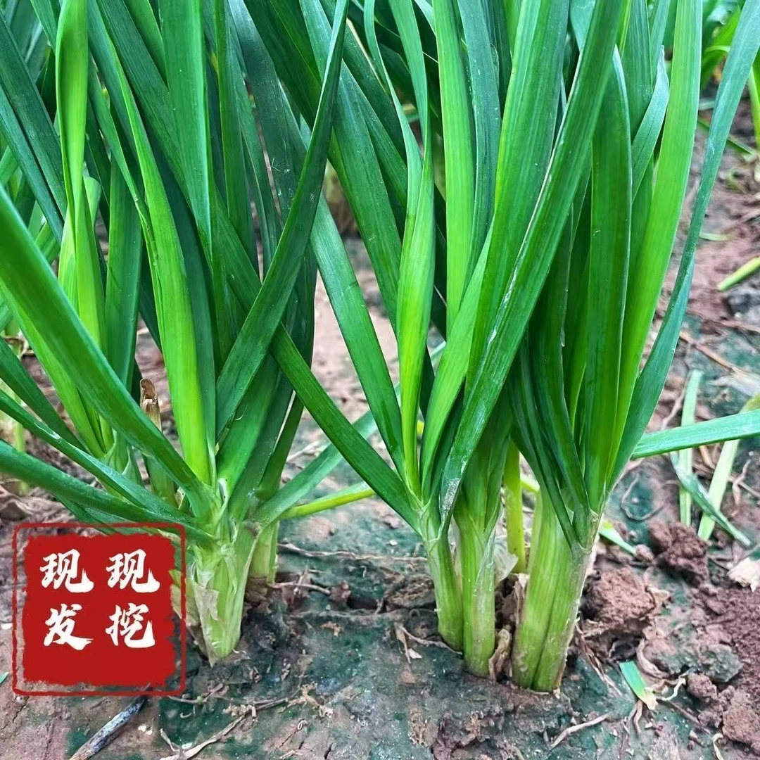 2025头茬新韭菜根阳台四季独根红宽叶韭菜根
