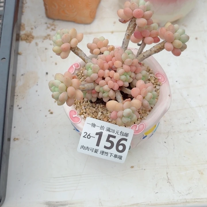 洛可可多肉无盆土发货无