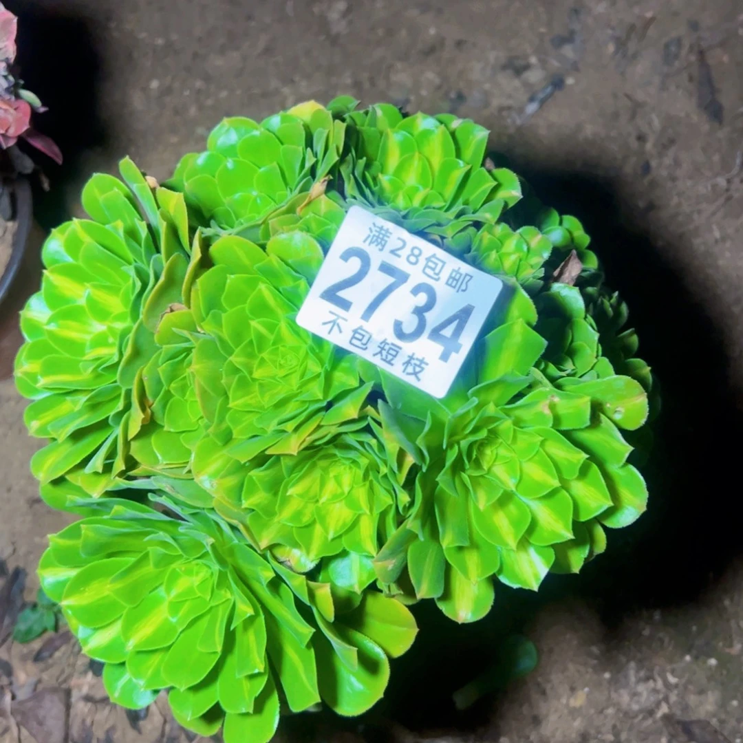 琉璃多肉植物2734