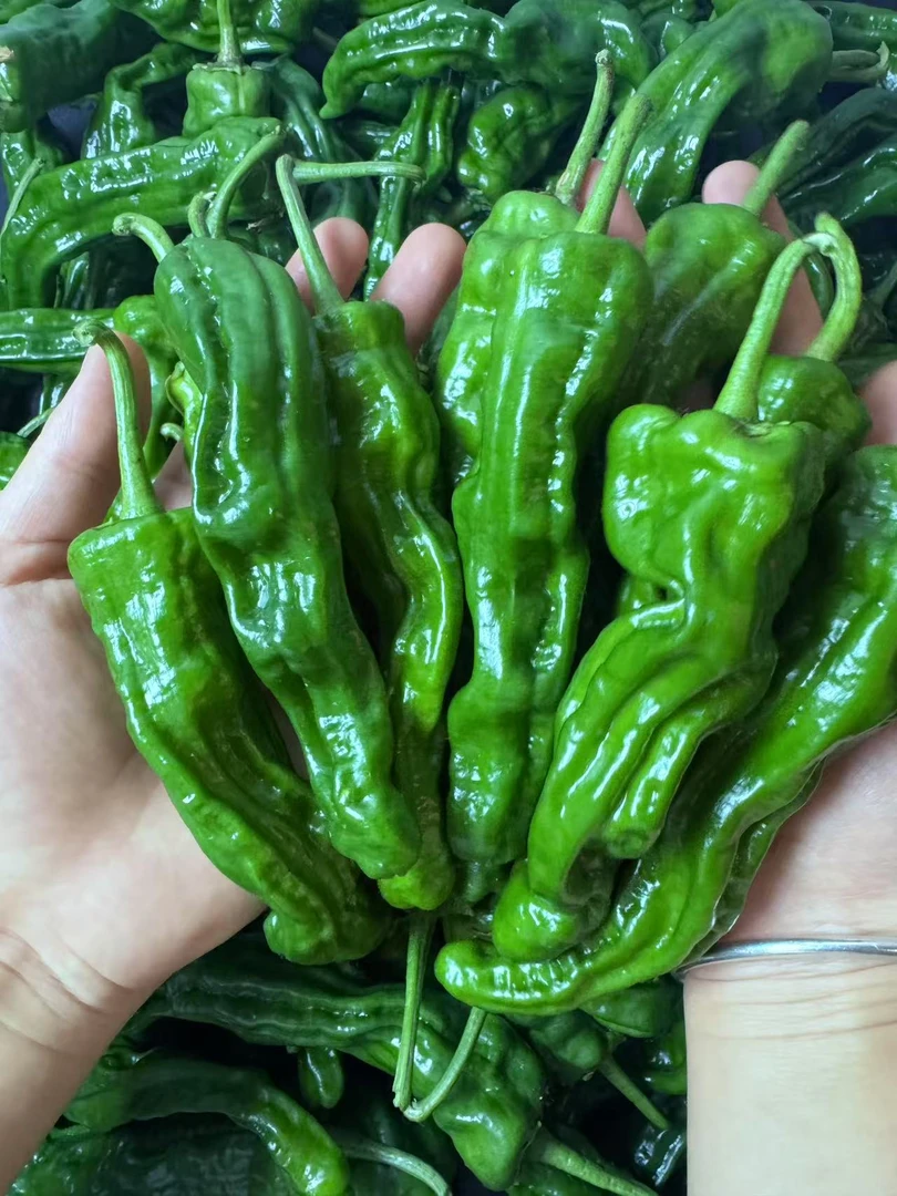 安徽特辣小皱皮辣椒薄皮香辣新鲜采摘超辣青椒农家自种现摘现发
