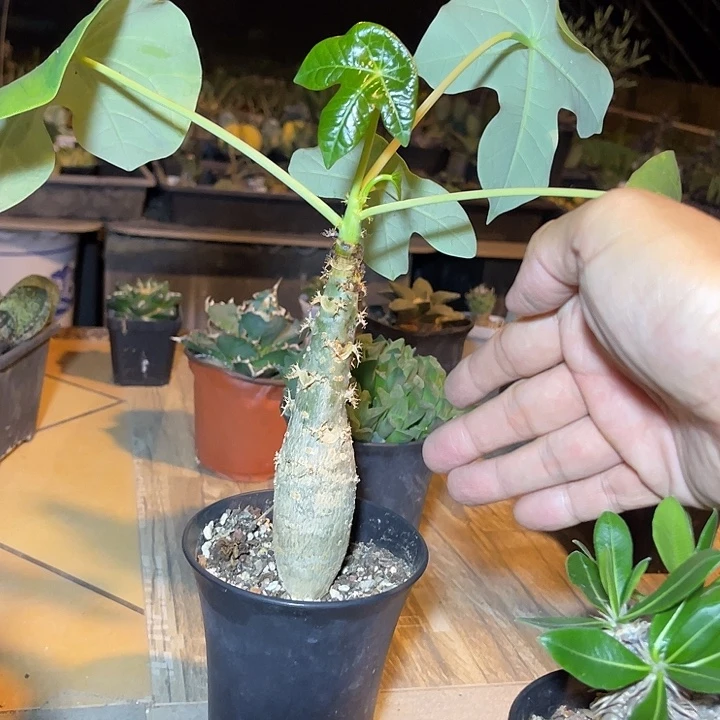 无花朵佛肚棠一物一拍的