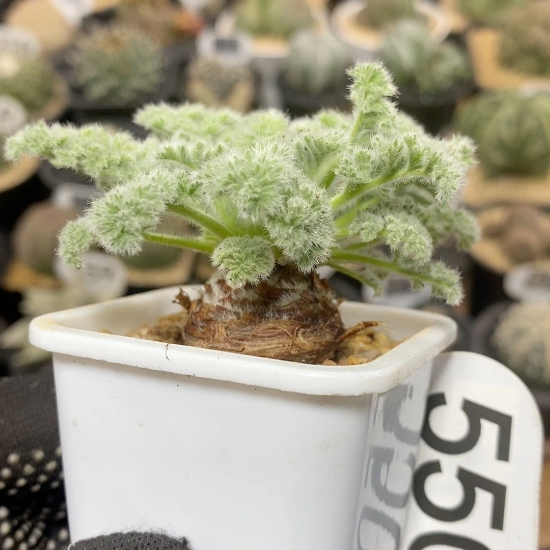 550号实生羽叶洋葵2.6cm