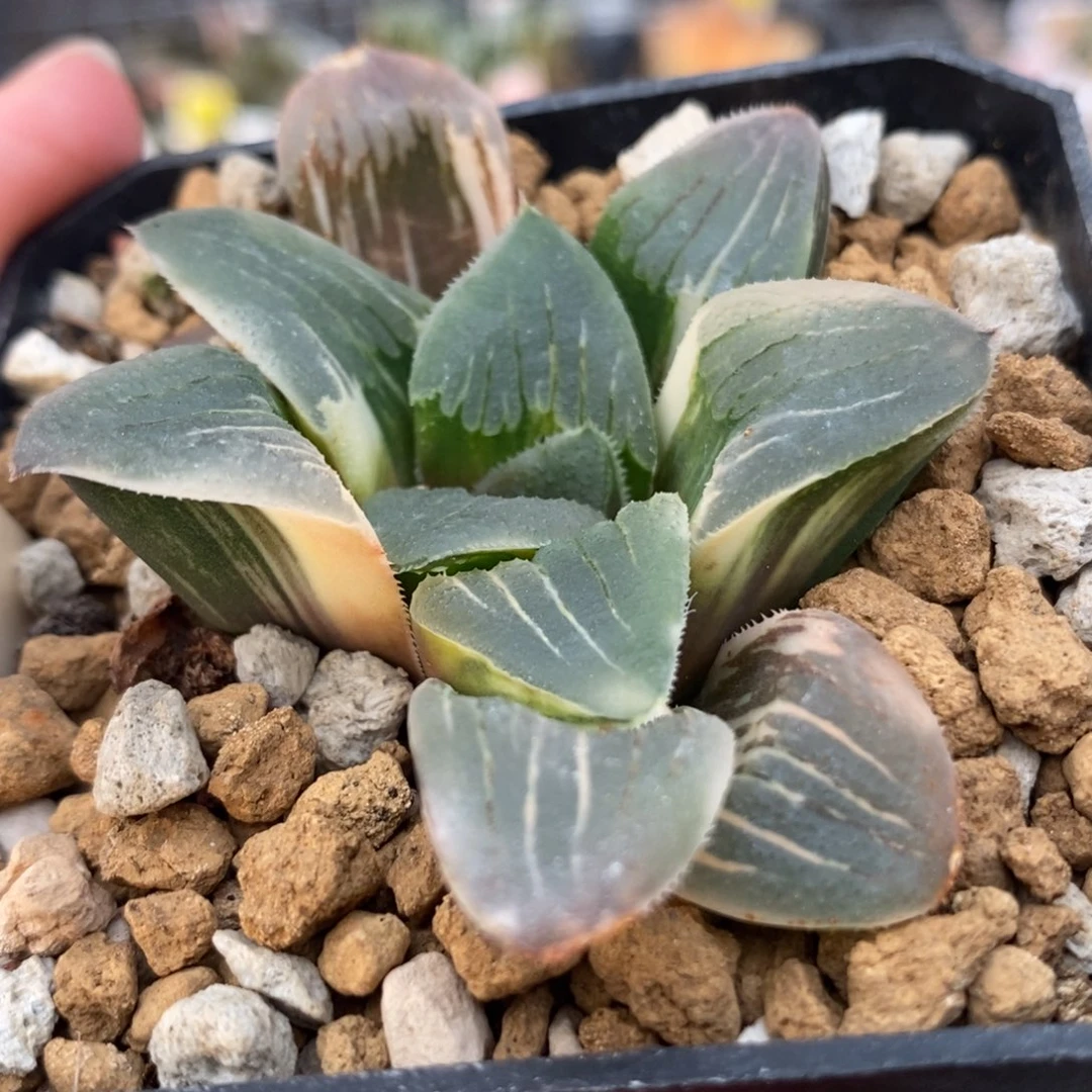 23夜想之森锦一物一拍