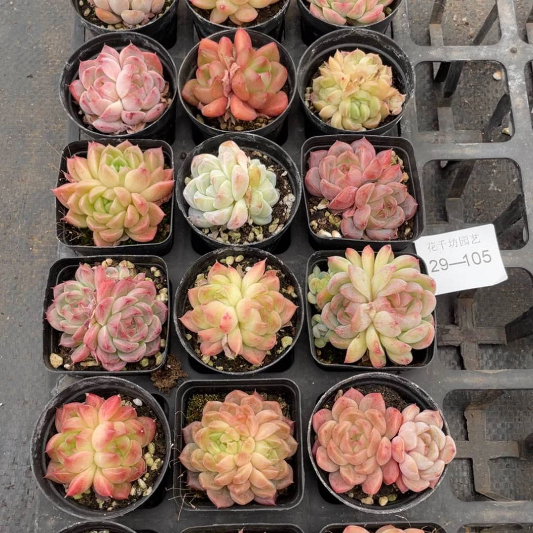 一物一拍18颗29-105