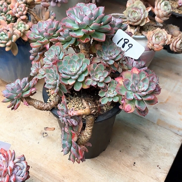 多肉植物，雨滴189号