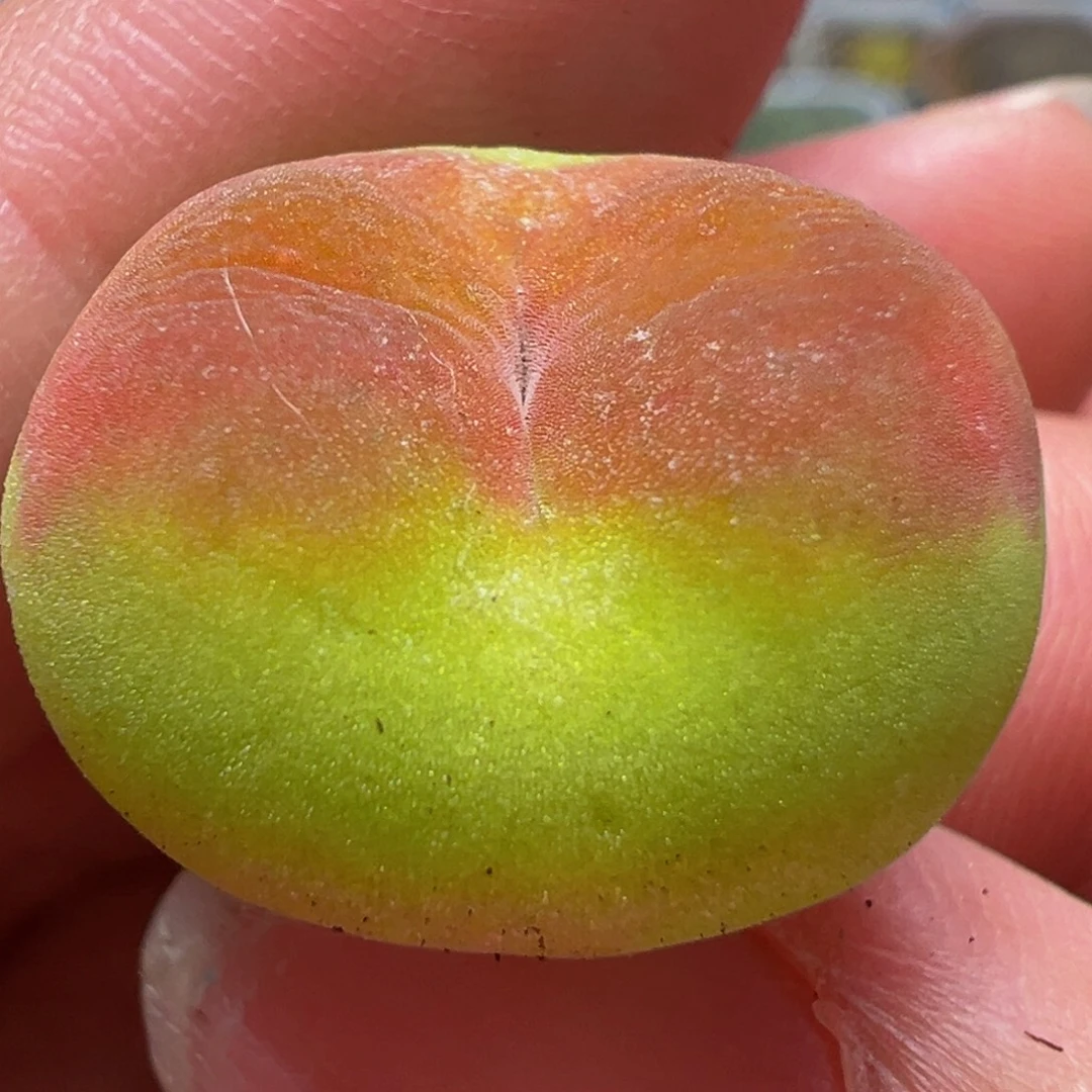 进口水蜜桃多肉植物