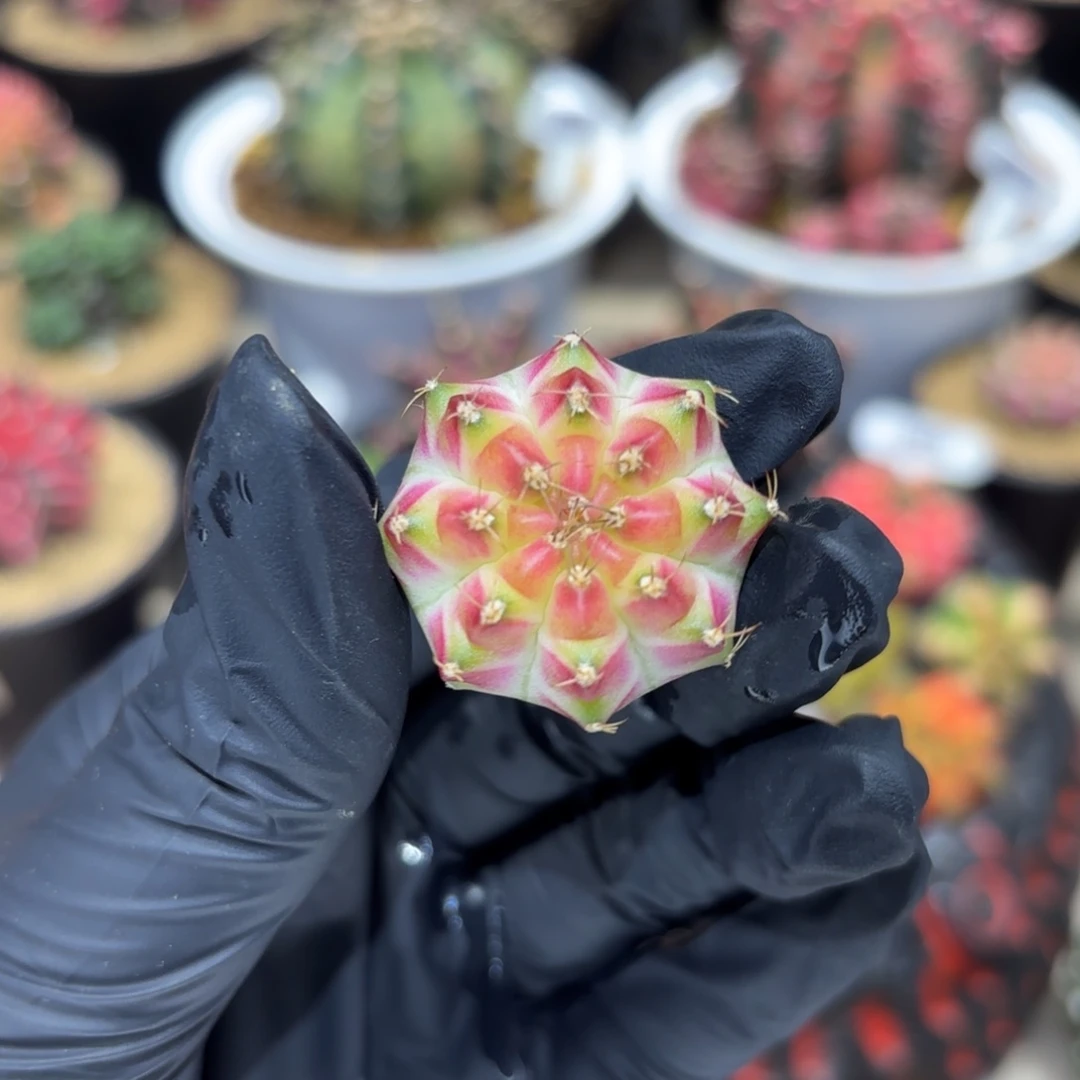 2.9cm超推荐 实生轮回