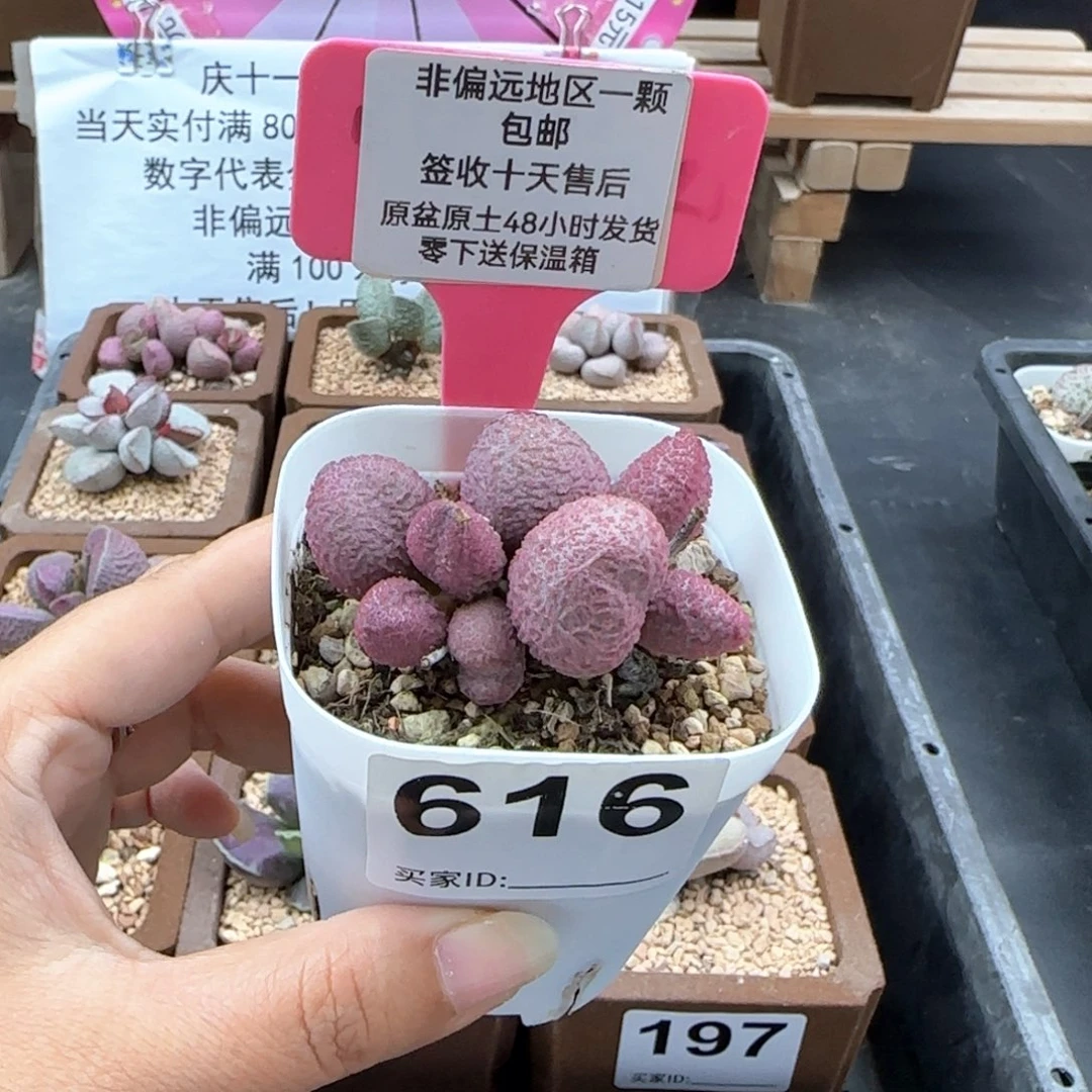 616糖果多肉植物微瑕