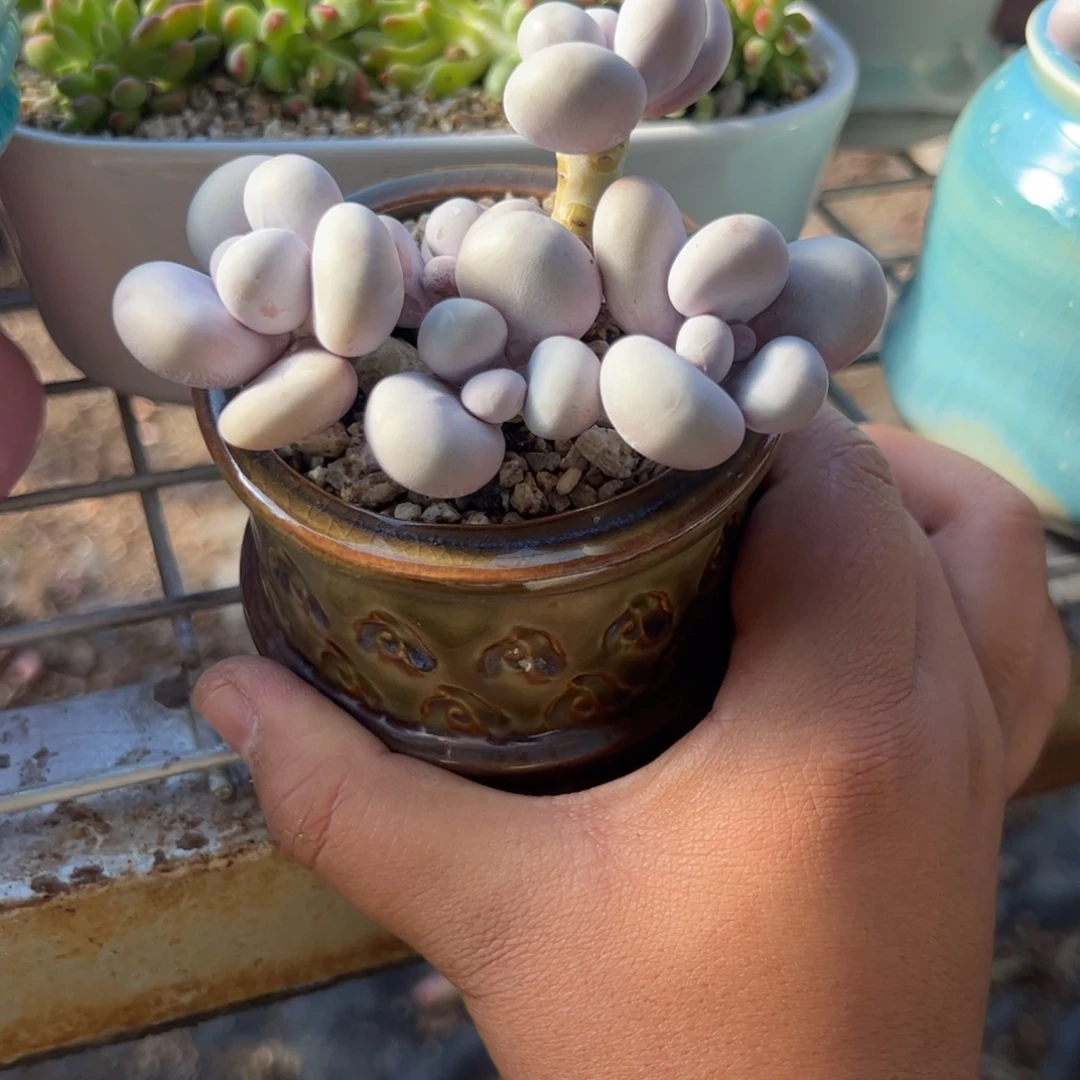 木***1橙雪球奶酪多肉植物精品带盆