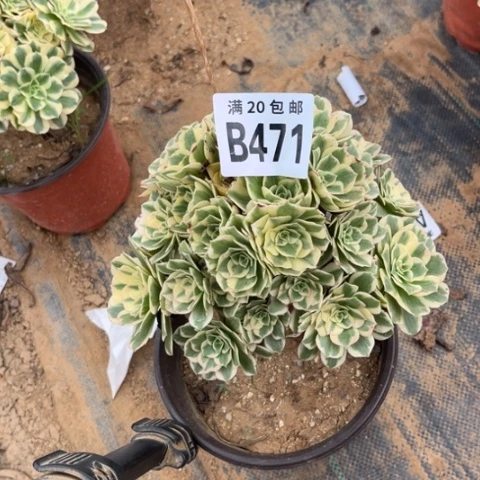 471迈巴赫不包断枝