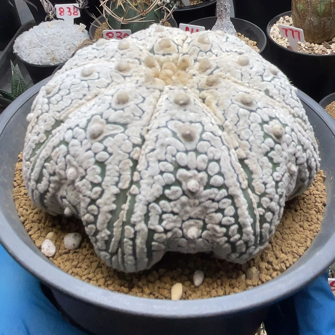10厘米海星v兜仙人球