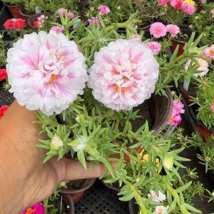 无花朵量拍玉芙蓉超小苗盆口10cm