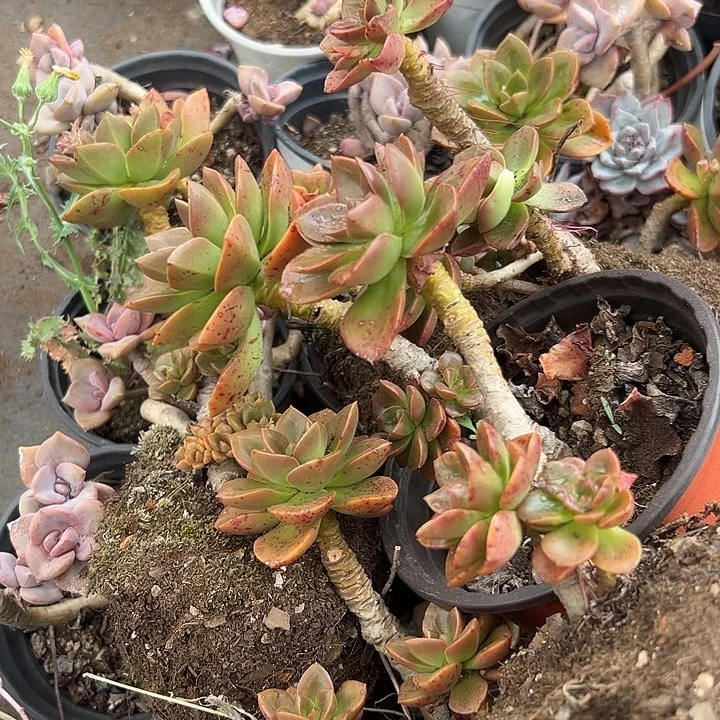 无花朵巧克力5盆。