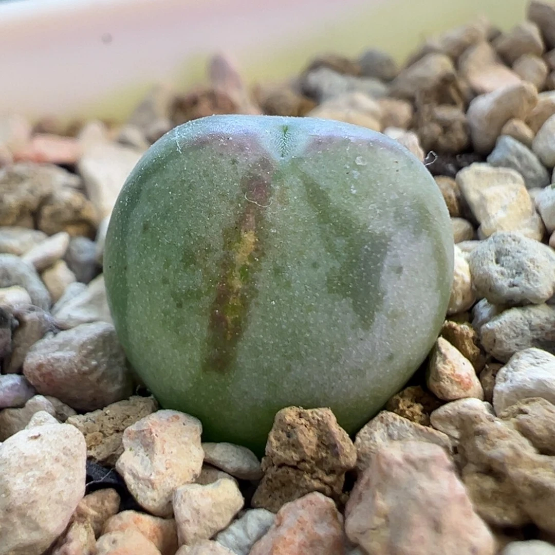 杂交锦  肉锥植物