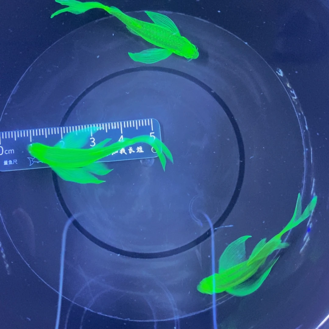 斑马鱼蝶翼斑马4厘米暗夜绿3条