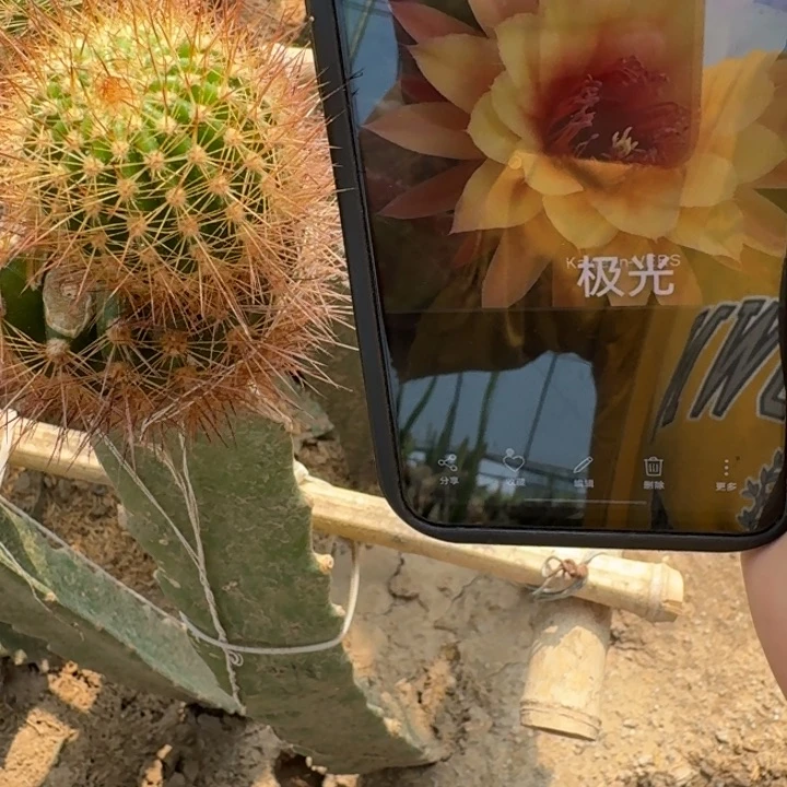 226金妞极光歪4公分左右无根侧牙，20包邮