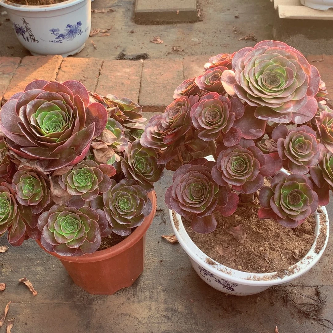 用***6魅金玫瑰，多肉植物
