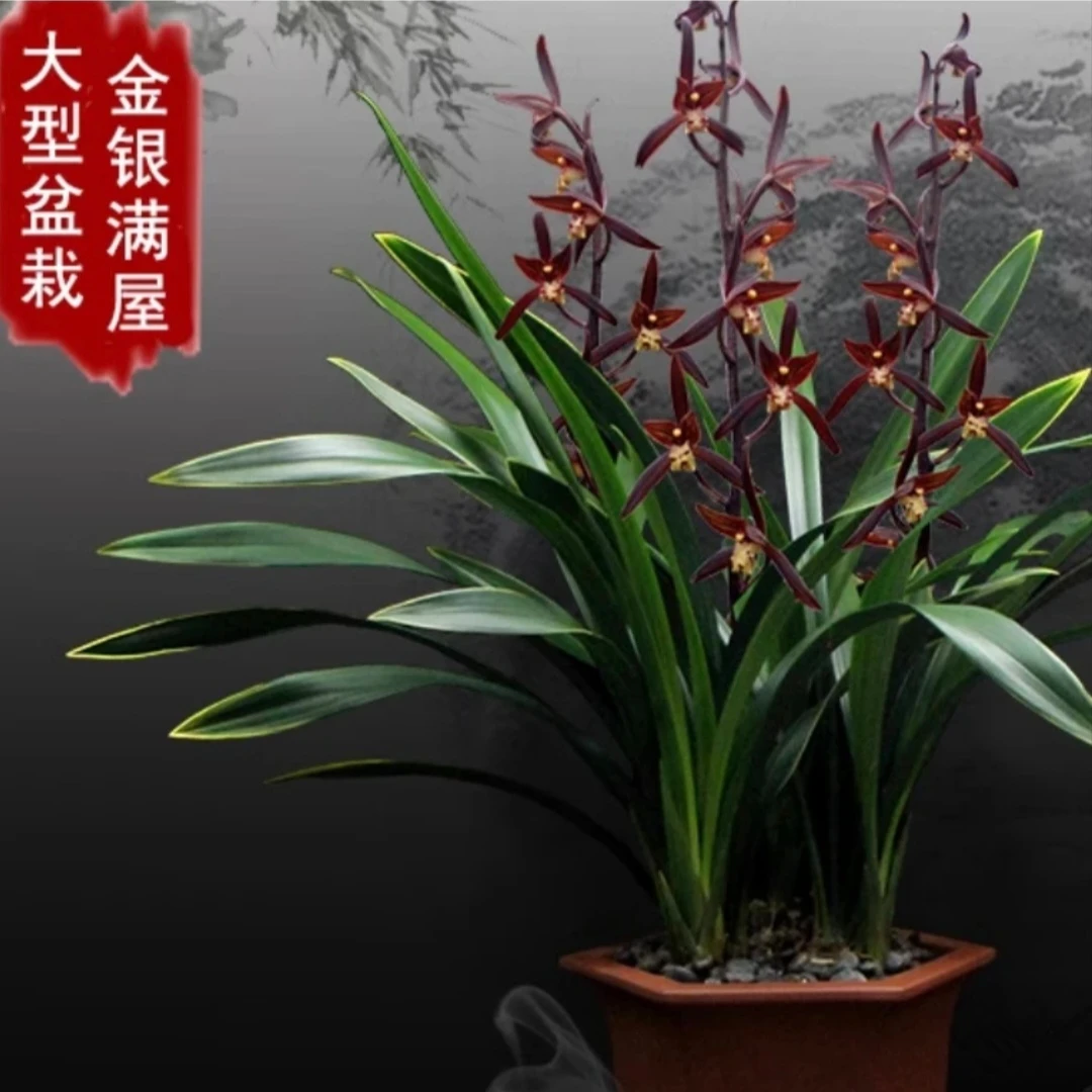 墨兰铭品：四大家兰之一金嘴金华山红花浓香年宵花带花苞原盆