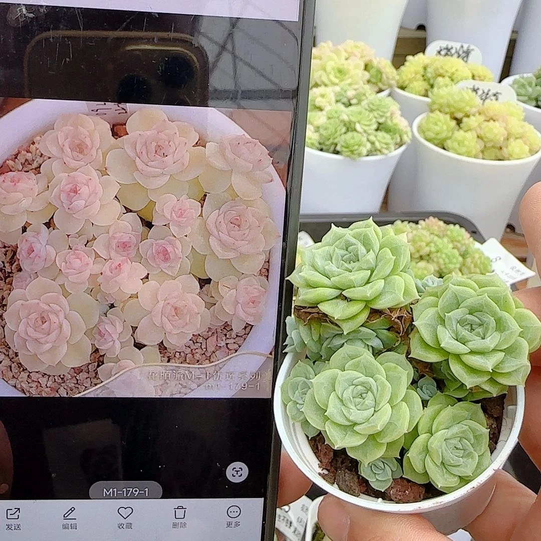 【闪购商品】0623-20（m1-179-1）