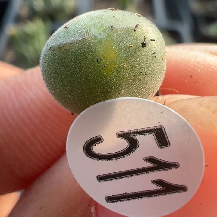 511干这颗多肉有点好看