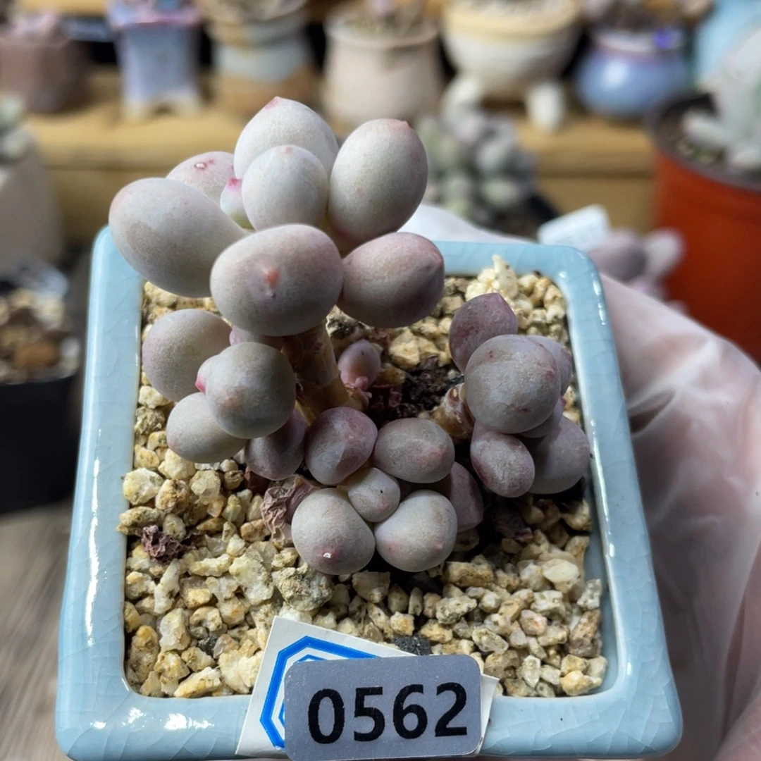 仙子奶酪多肉植物