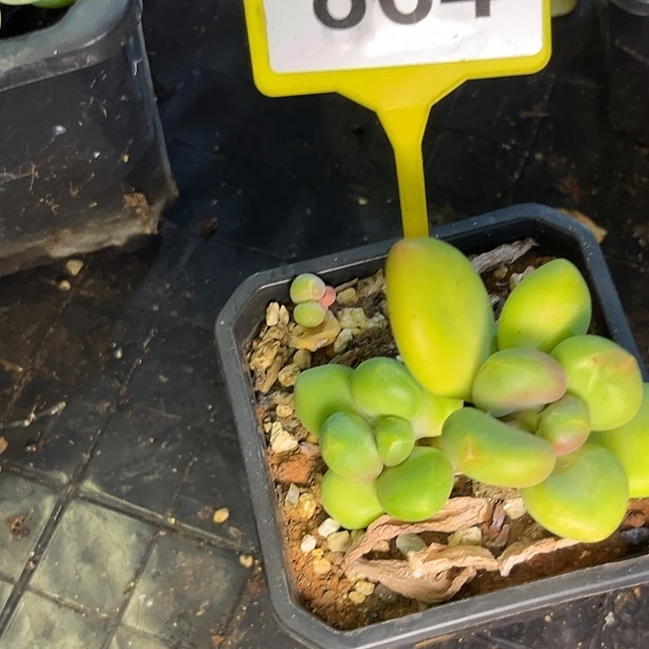 芒果奶一物一拍864
