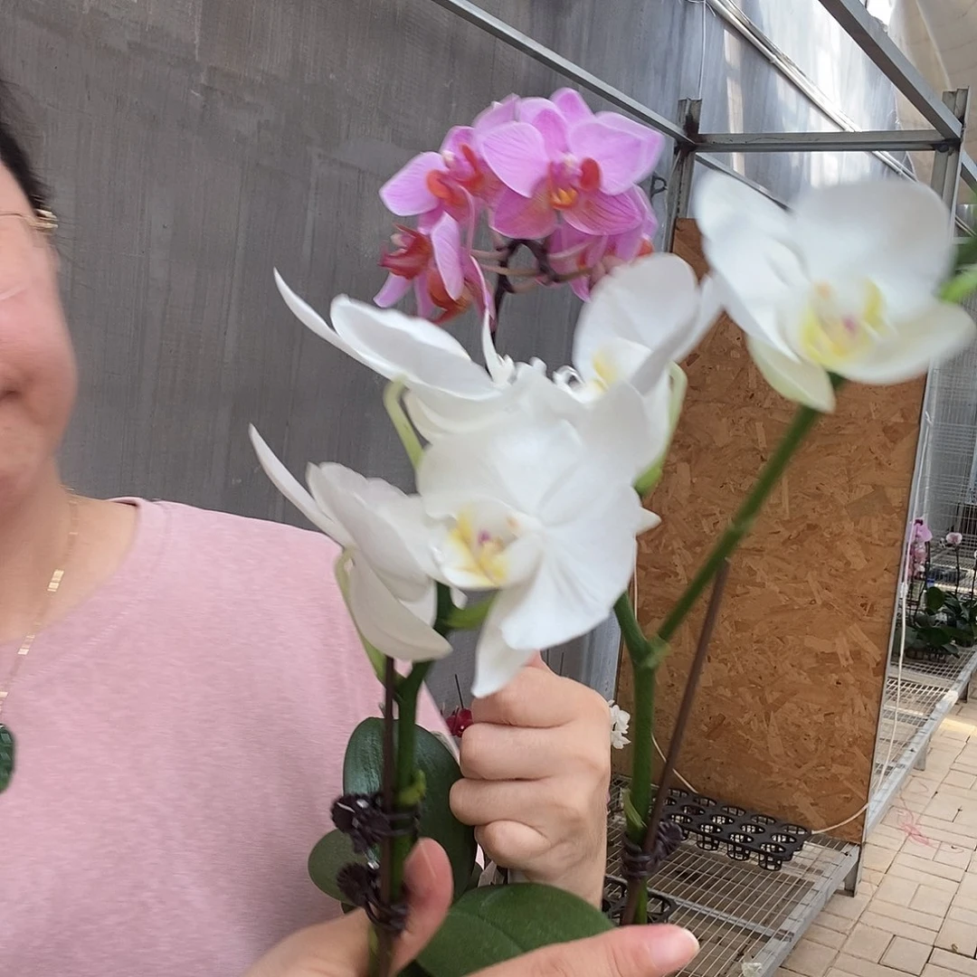 完全开放阿玛瑕疵，圣罗莎两颗组合