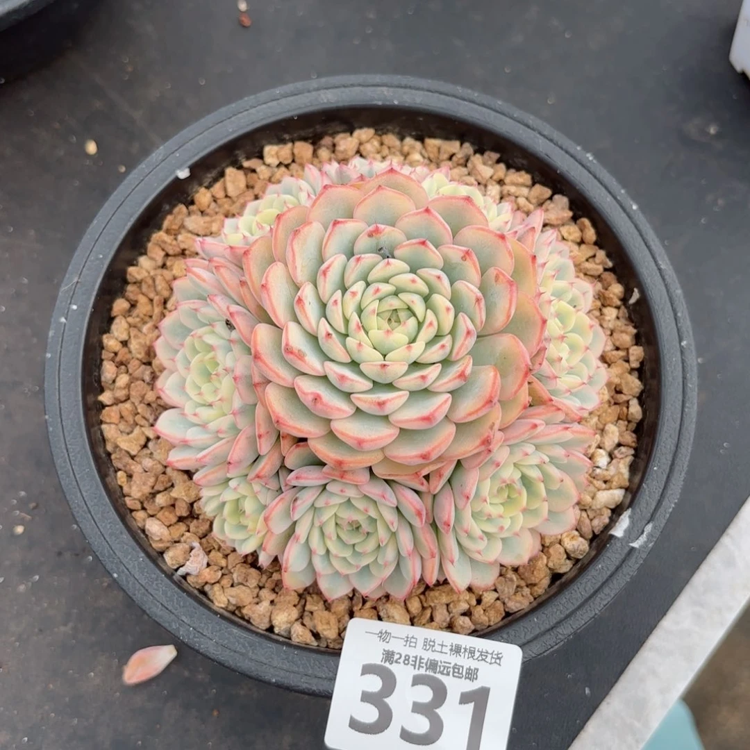 姬莲锦整群无盆土发货
