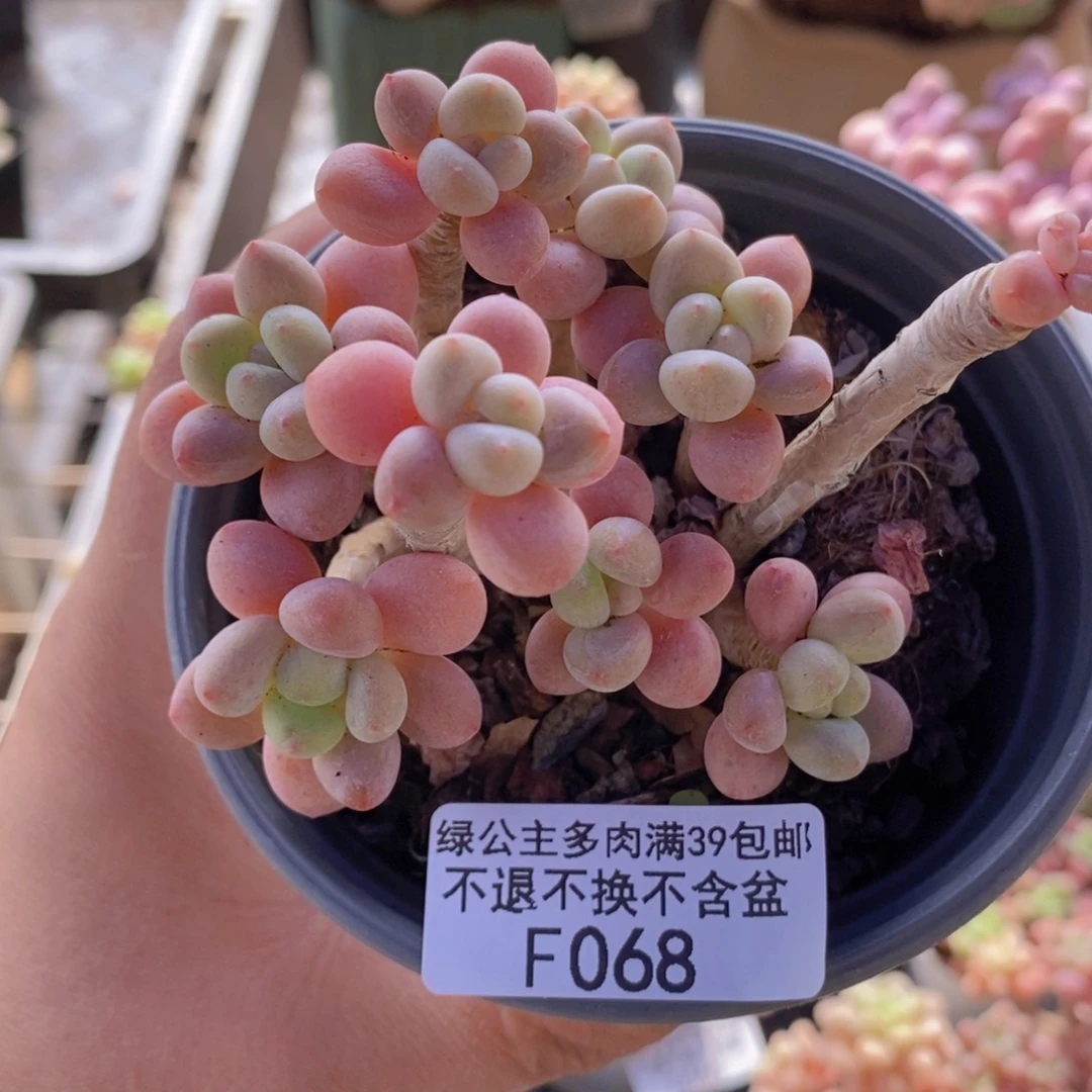 鱼子酱老桩有砍6cm068多肉植物