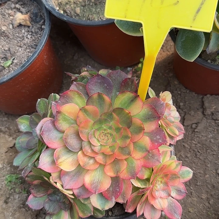 4147--+多头多肉植物万七彩