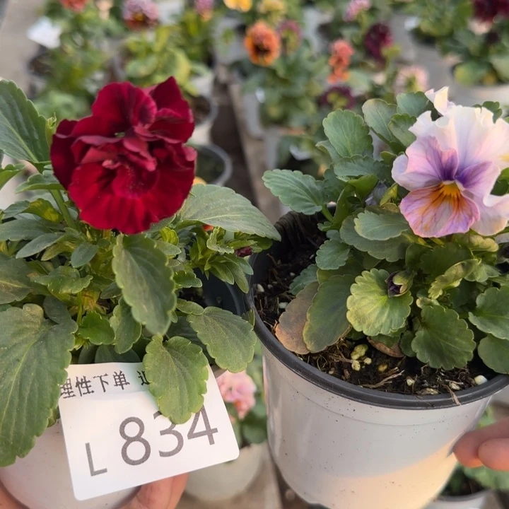 小***子无花朵L834两棵小苗低于零下5勿拍