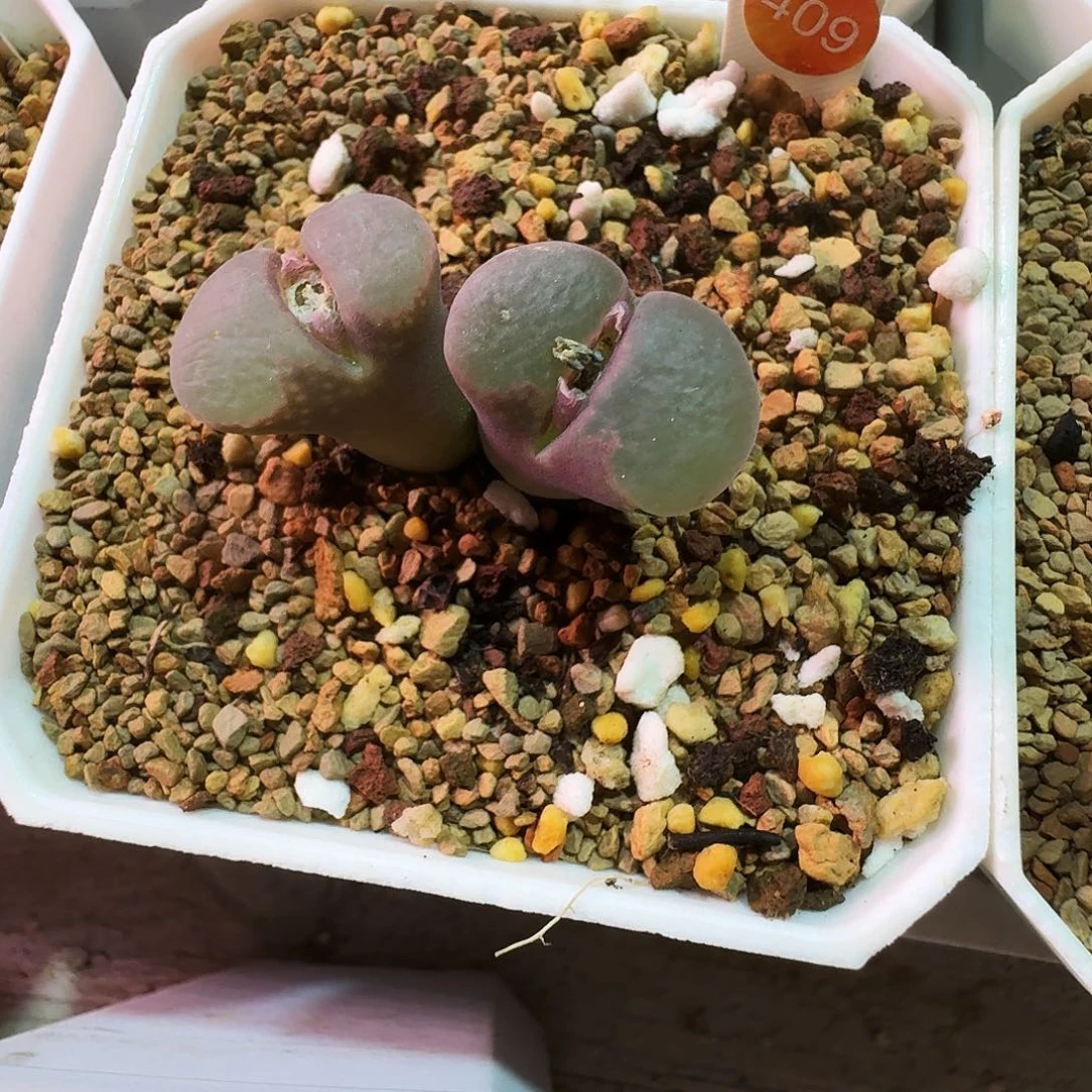 多肉植物福利肉锥409