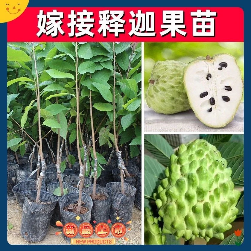 大果凤梨释迦果树苗台湾番荔枝苗正宗嫁接种南方庭院果苗带土发货