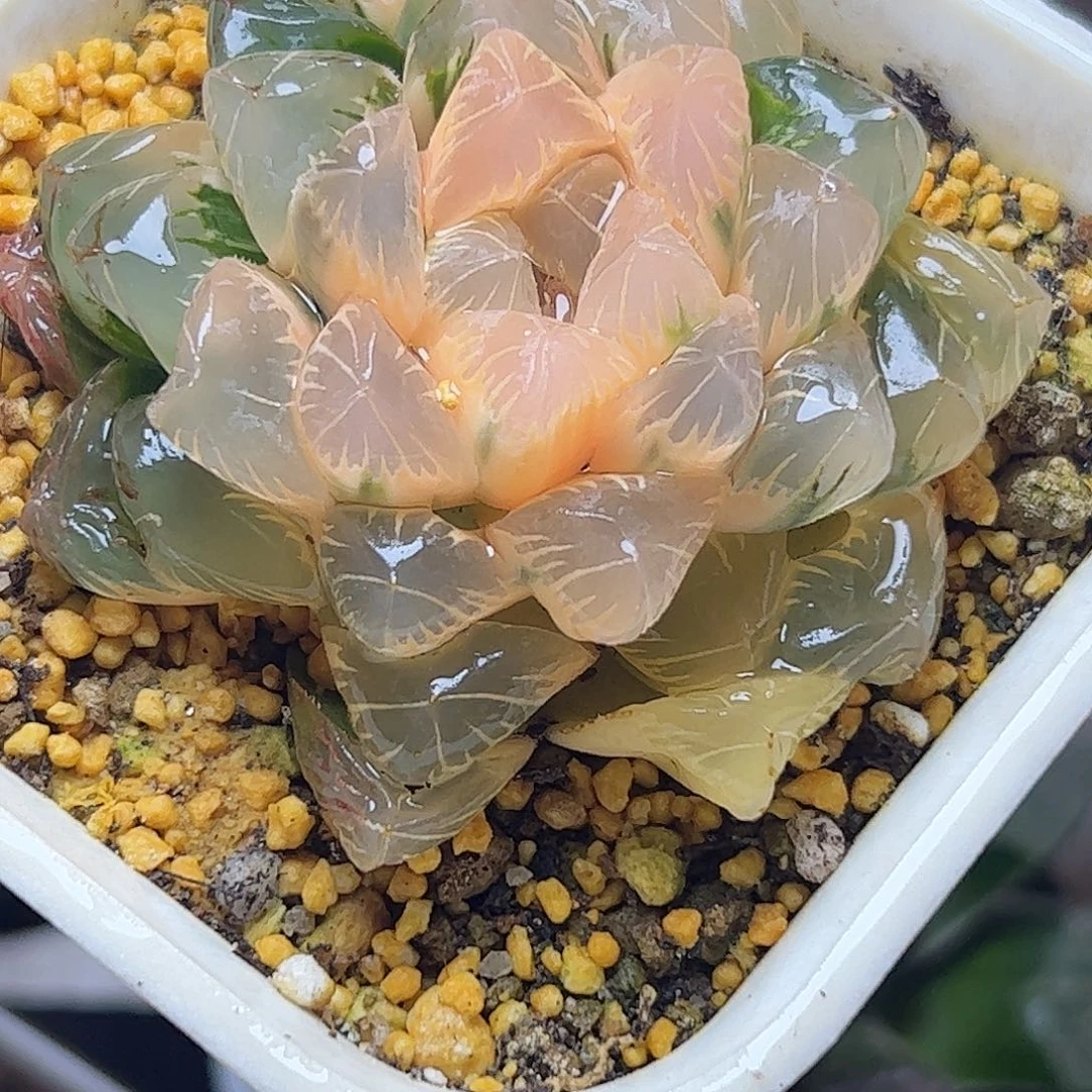 糊斑实生母本玉露锦