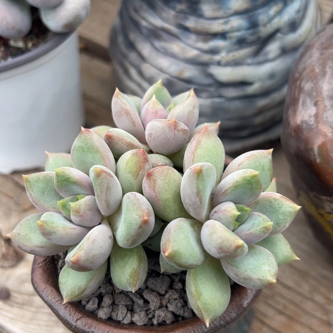 红象牙小群多肉植物