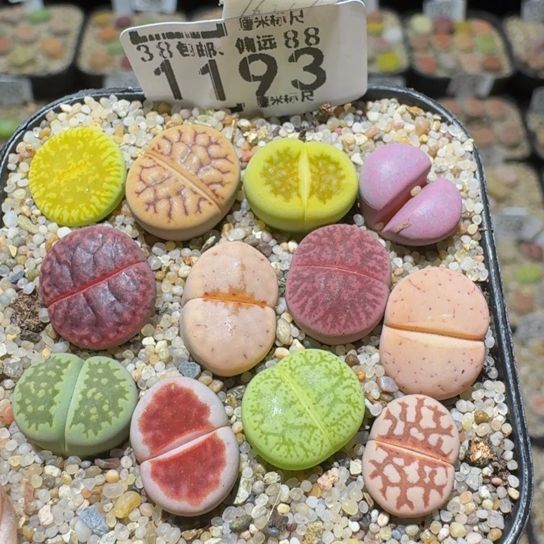 Ssss精品生石花1193
