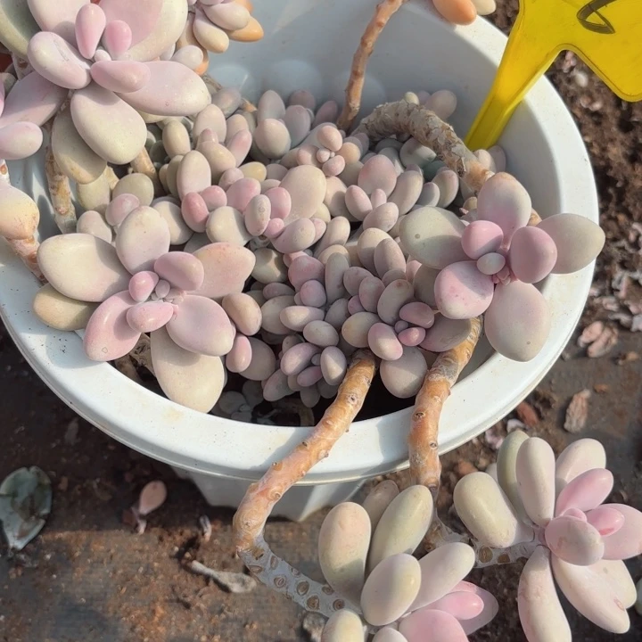 挑蛋26。          泡泡