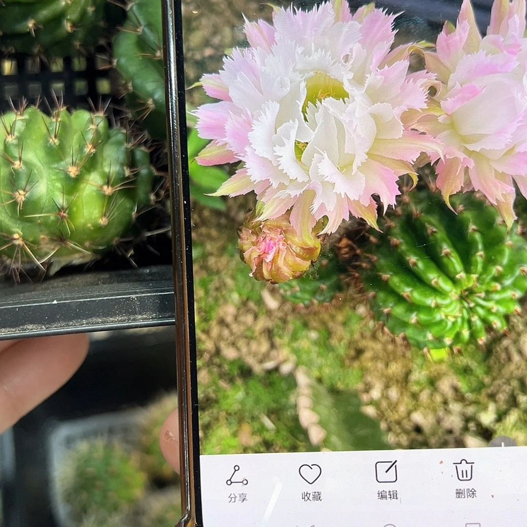 羽毛瓣丽花属仙人球侧芽一颗