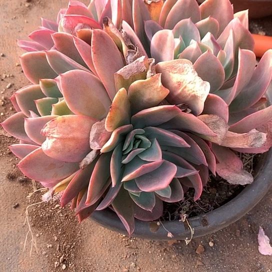 美**美美肉特价活动开始啦