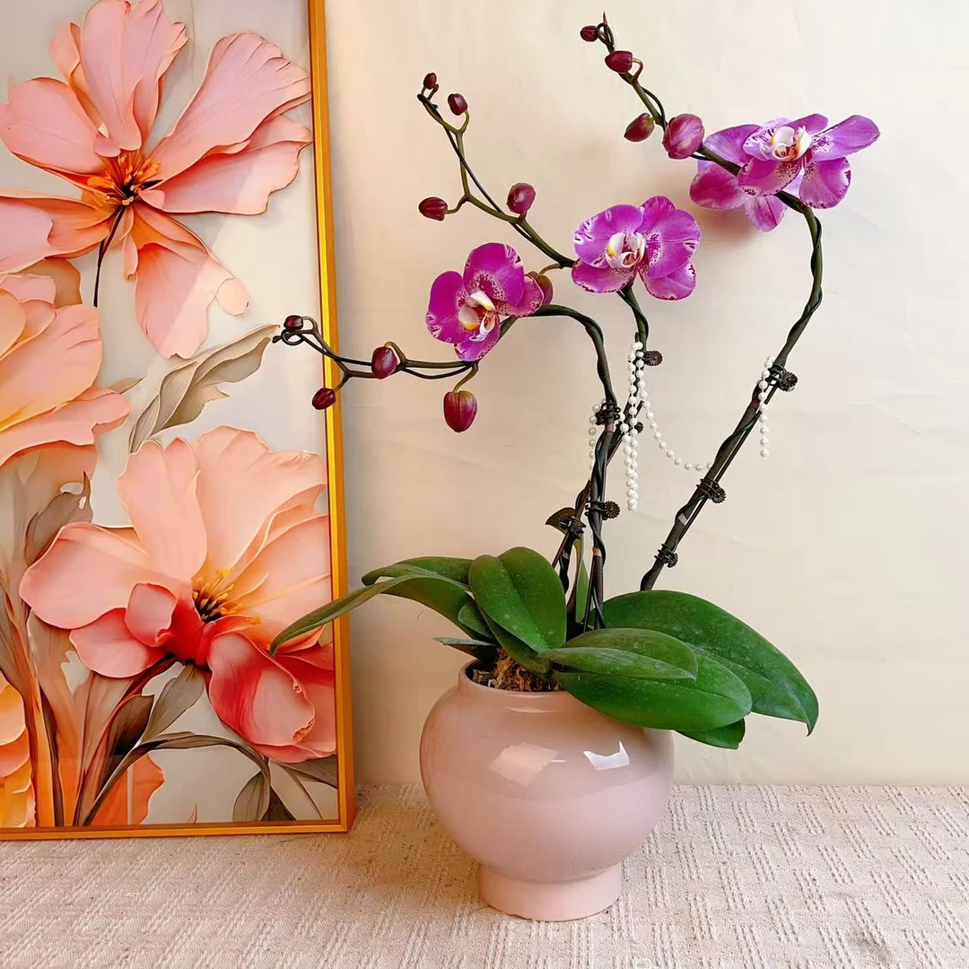 桦艺优选【 藏宝图】精品蝴蝶兰绿植花卉艺术组盆系列阳台开花