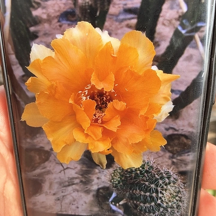 彩 美人鱼 /侧芽歪20包邮/5公分左右