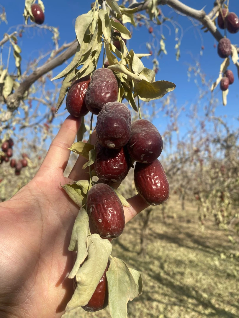 【一级果】2025年新枣若羌灰枣新疆特产原生态优质大枣