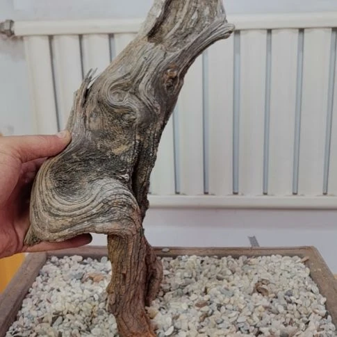 竹***人柏木崖柏根艺根雕天然