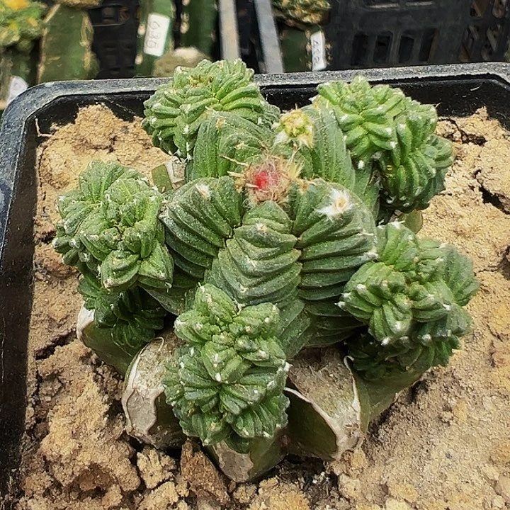 无花朵五星花笼群469