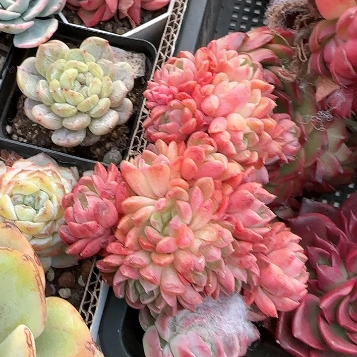 这***白青蛙王子儿童牙膏111