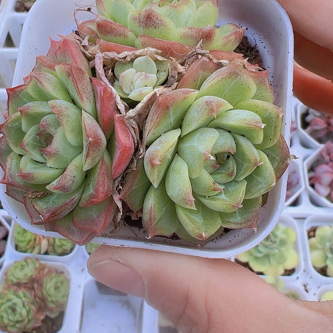 月亮仙子裙19包邮多肉