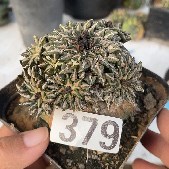 草球嫁接系牡丹群一颗仙人球脱土发货